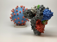 3D print, Spike Protein of SARS-CoV-2 and SARS CoV-2 virusparticle. 