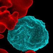 Red blood cell infected with malaria parasites. (Image: Courtesy NIAID) 